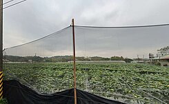水上鄉臨成功國小3.8分好種植大面寬農地