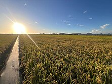 橋頭＃高雄大學*新市鎮＃九甲圍段增值方正美農地