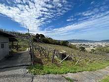 卓蘭年收上百萬水梨園 已售出