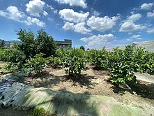 旗山富興段1464坪特定農業區