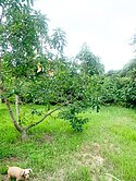 大內國中平坦果園農地