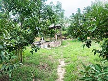 大內國中平坦果園農地