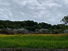 🌟協中街古堡旁｜2分半方正櫻花林🌟