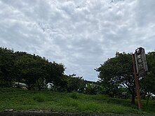 🌟協中街古堡旁｜2分半方正櫻花林🌟