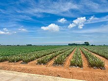 台中航空城都計內農地/大車可達/雙面臨路