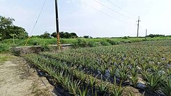 近台南高鐵沙崙臨路大面寬一般美農地  仁德歸仁土地