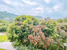 🌳稀有釋出🌳公園第一排 打造屬於自己風格的家園