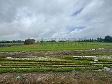 🍀楊梅區員笨段最便宜🌾超值美農地出售🍀