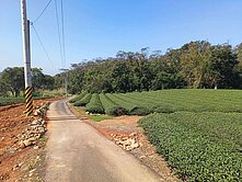 龍潭北坑茶園