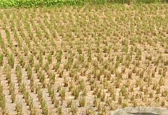 新屋大面寬雙臨30米路甲建+一般農