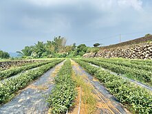 南投名間便宜節稅漂亮茶園