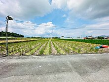 陳依佳強推~~埔里水田秘境