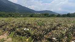 高樹鄉賽嘉飛行場旁1.7甲漂亮農地