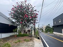 新社香菇街旁8米路大面寬農地菇寮