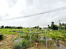 歸仁區  和順路大路邊大面寬農地