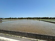 新屋甲頭厝農地