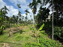 內埔小塊方正農地