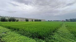 🌳特 農🌳觀音大同段 地勢平坦 單面臨路