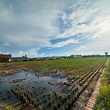 橋頭頂鹽田段農地