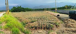 屏東新埤優質9分農地/遠眺大武山/可做露營區