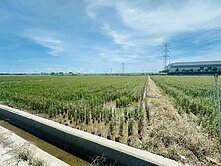 路竹下坑段近交流道臨路方正美農地