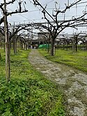 🌲【專任】東勢超俗有水有電‼️大雪山下最美水梨田