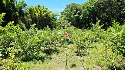 大溪信義段 優質農地釋出-1｜日不落晴天