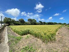 觀音66育仁國小旁 休閒農保地