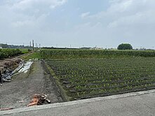 彰化溪州優質稀有臨路6米大面寬一般農地