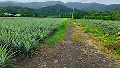 屏東新埤3.77分便宜農地
