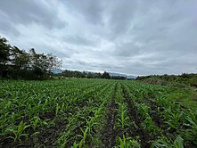 獨家壽豐鄉志平段大坪數美農地UF573