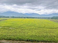 獨家★花蓮光復800坪方正美農地UF1201