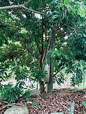 獨家★花蓮瑞穗世外桃源1580坪農地UF1224