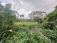 獨家★鳳林近台九線農+建地台糖承租地UF1264