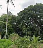 獨家★壽豐平段重劃區小建地近大學路UE516