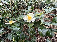 獨家★瑞穗舞鶴茶園1100坪農地UF1317