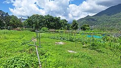 獨家★近吉安行政區方正道路用地UE559