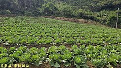 休閒農埸不要錯過，原保農地