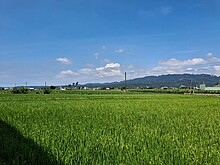 冷泉美田