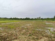 關廟區旺旺萊5.75分有水有電好用農地