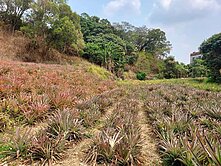 大樹龍目社區6分休閒農地