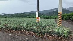 屏東新埤3.77分便宜農地