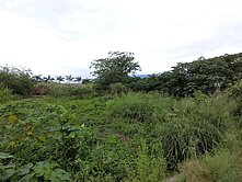 精選強銷★花蓮壽豐萬豐農保小農地UF1249