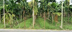 屏東超便宜農地