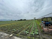 精選強銷★鳳林臨路方正沃土漂亮農地(一)UF825