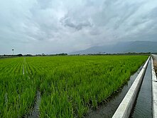 精選強銷★鳳林臨路方正沃土漂亮農地(三)UF827