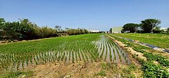 新豐後湖子 臨六米路平坦大面寬農地