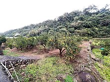新竹芎林近福昌街平坦橘子果園地
