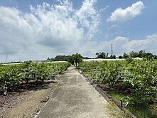 義大醫院休閒果園