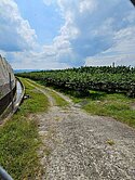 🏞【美濃吉洋｜8.19分超值農牧地】
